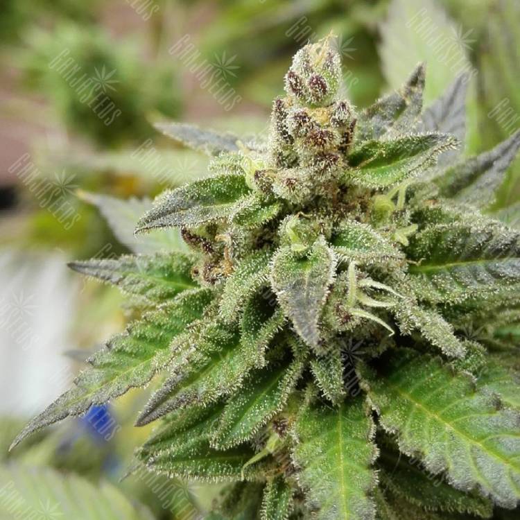 Auto Kabala feminised Seeds of Life Auto Kabala feminised Seeds of Life
