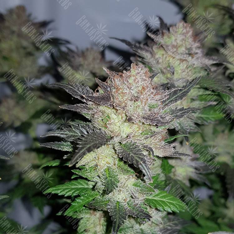 семена конопли медицинской Auto Critical + regular