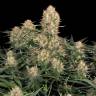 Skunk #11 regular Ganja Seeds Skunk #11 regular Ganja Seeds