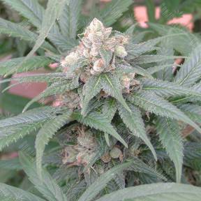 Skunk #11 regular Ganja Seeds