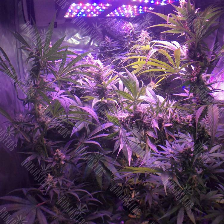 семена конопли дешево Acapulco Gold feminised Barneys Farm семена конопли дешево Acapulco Gold feminised Barneys Farm