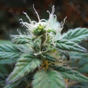 Blueberry regular Dutch Passion Seeds