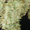 семена конопли элитных сортов White Widow x Big Bud feminised Female Seeds