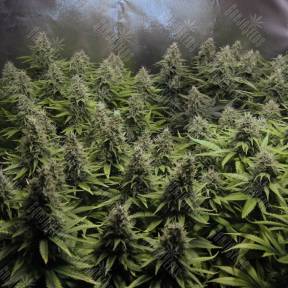 White Widow x Big Bud feminised Female Seeds