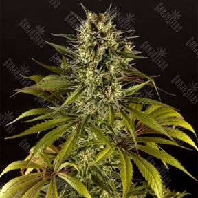 Spicy CBD (Super Juani) feminised Philosopher Seeds