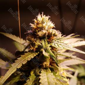 Silver Bubble regular Reserva Privada