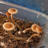 Psilocybe Galindoi Atlantis споры Psilocybe Galindoi Atlantis споры