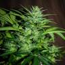 семена конопли курьером Auto Black Tisa regular