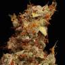 купить элитные сорта конопли Auto Girl Scout Cookies feminised купить элитные сорта конопли Auto Girl Scout Cookies feminised