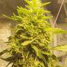 мощные сорта конопли спб Auto Girl Scout Cookies feminised мощные сорта конопли спб Auto Girl Scout Cookies feminised