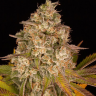 покупка семян конопли онлайн Auto Girl Scout Cookies feminised покупка семян конопли онлайн Auto Girl Scout Cookies feminised