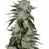 Auto Girl Scout Cookies feminised Ganja Seeds Auto Girl Scout Cookies feminised Ganja Seeds