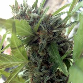 Auto Girl Scout Cookies feminised Ganja Seeds