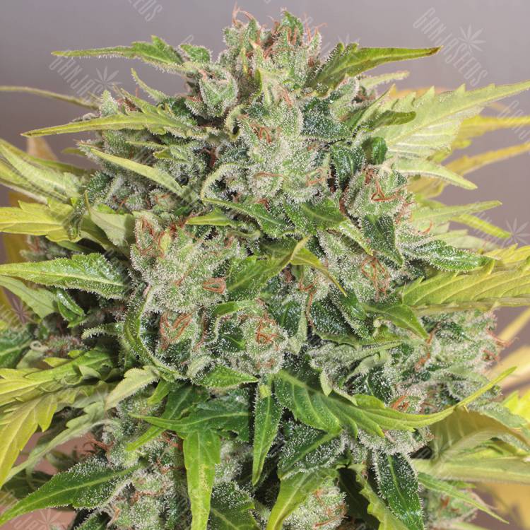 семена индийской конопли Balkhash feminised Bang Seeds