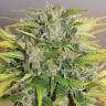 семена индийской конопли Balkhash feminised Bang Seeds