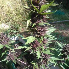 Auto Crystal Meth regular Ganja Seeds