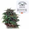 мощные семена конопли Durban Poison regular Dutch Passion Seeds
