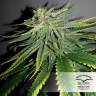 семена конопли дешево Durban Poison regular Dutch Passion Seeds