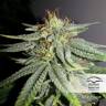семена конопли с доставкой Durban Poison regular Dutch Passion Seeds