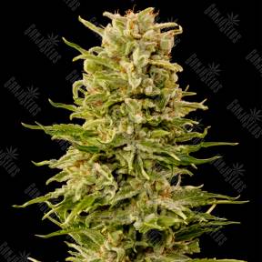 Auto AK feminised Grass-o-Matic