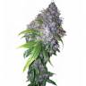 семена конопли скороспелый купить Auto AK feminised Grass-o-Matic семена конопли скороспелый купить Auto AK feminised Grass-o-Matic