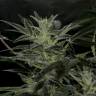 семена конопли в интернете Auto AK feminised Grass-o-Matic семена конопли в интернете Auto AK feminised Grass-o-Matic