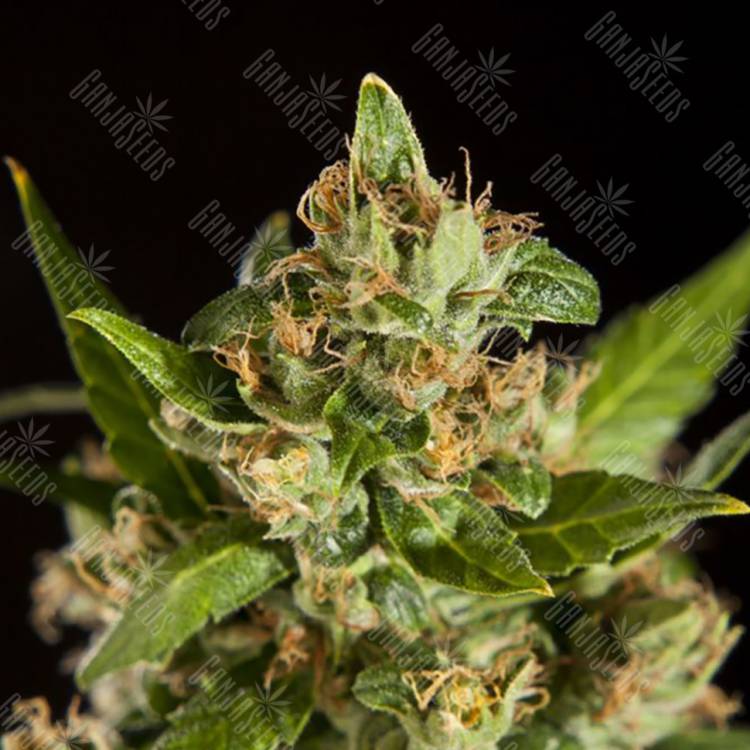 семена конопли гидропоники Jamaican Blueberry BX regular Philosopher Seeds