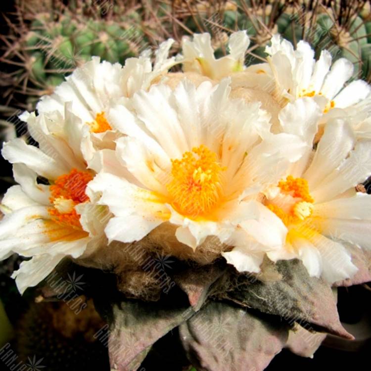 Семена кактуса Ariocarpus retusus Семена кактуса Ariocarpus retusus