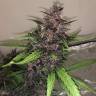 заказ семян конопли Auto Bloody Skunk feminised