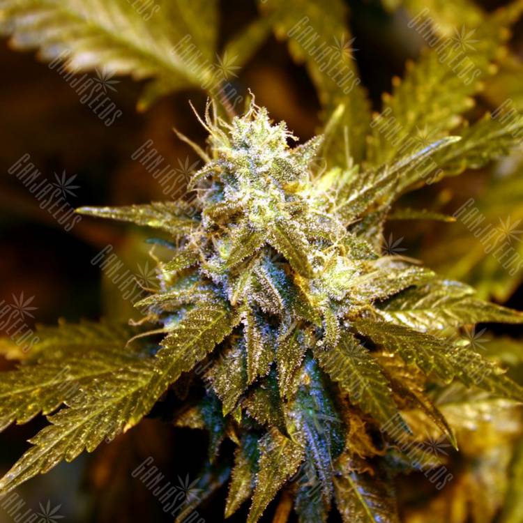 Alakazam feminised Seedmakers Seeds Alakazam feminised Seedmakers Seeds