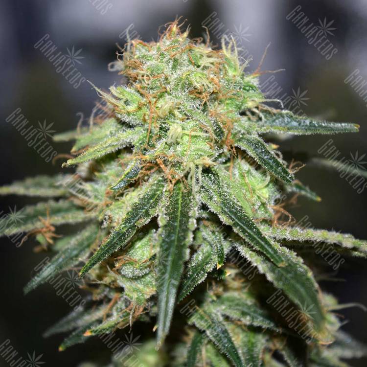 семена конопли в интернете Super Bud regular Ganja Seeds