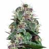 купить семена конопли Ayahuasca Purple feminised Barneys Farm