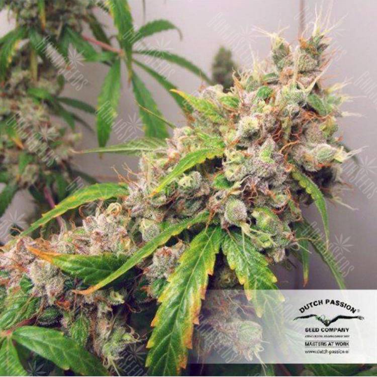 семена конопли f1 в оригинальной упаковке Euforia regular Dutch Passion Seeds семена конопли f1 в оригинальной упаковке Euforia regular Dutch Passion Seeds