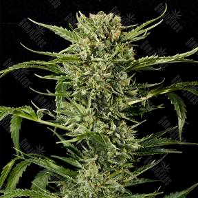 Auto Mass feminised Grass-o-Matic