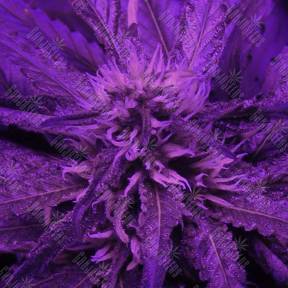 Kaboom aka La Reina de Africa feminised Kannabia Seeds