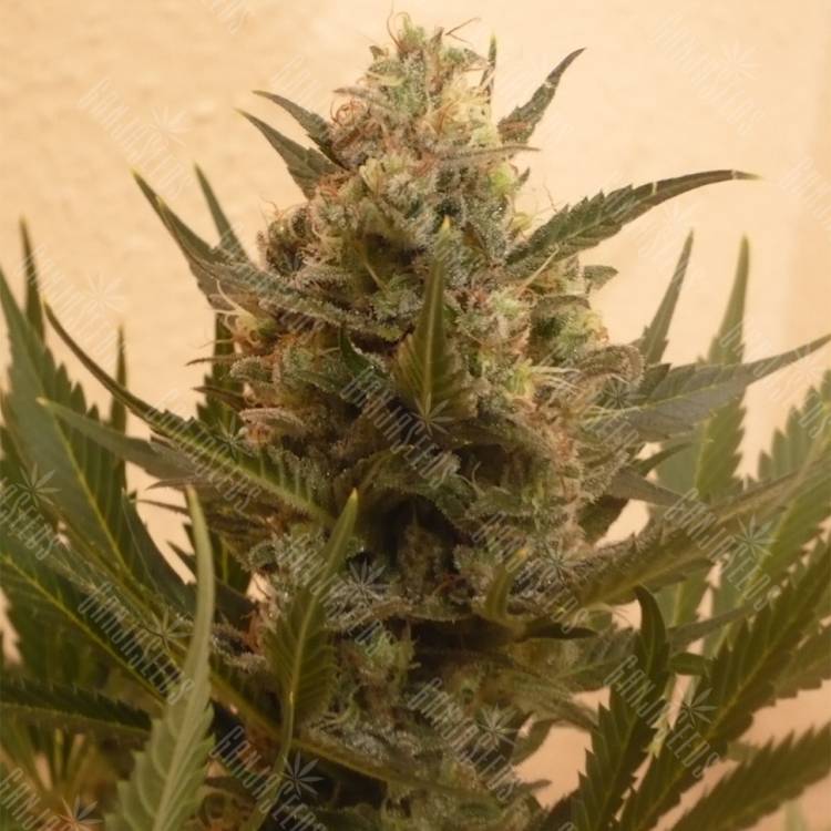 семена конопли Chrystal regular Nirvana Seeds семена конопли Chrystal regular Nirvana Seeds