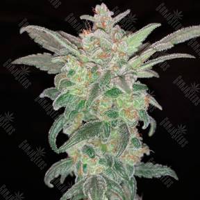 Auto Mohan Ram feminised Sweet Seeds