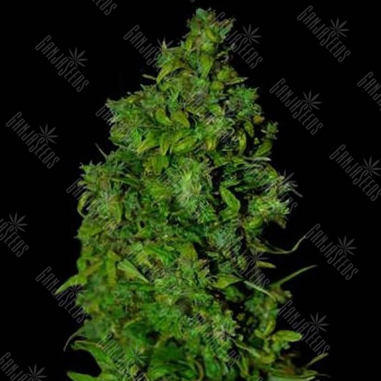 семена конопли с доставкой Auto Vip Dwarf feminised VIP Seeds