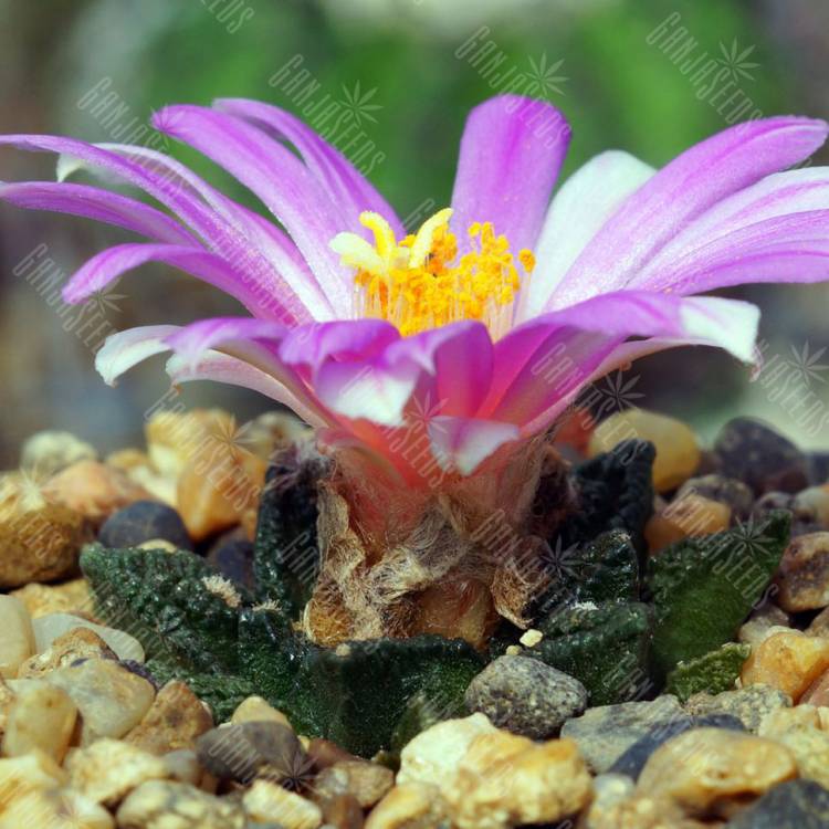 Семена кактуса Ariocarpus MIX Семена кактуса Ariocarpus MIX