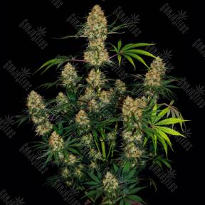 Hindu Kush feminised Ganja Seeds