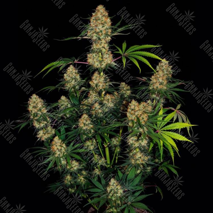 Hindu Kush feminised Ganja Seeds Hindu Kush feminised Ganja Seeds