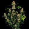 Hindu Kush feminised Ganja Seeds Hindu Kush feminised Ganja Seeds