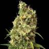 Snow White Amsterdam feminised Ganja Seeds