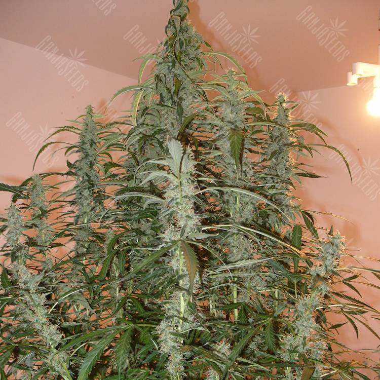 автоцветущие семена конопли Auto Green Crack feminised