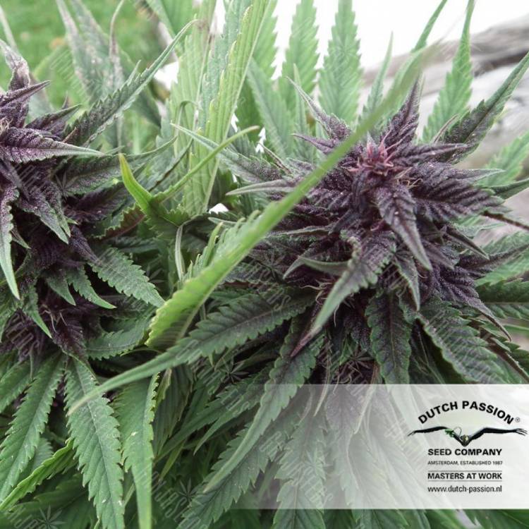 семена конопли недорого Hollands Hope regular Dutch Passion Seeds