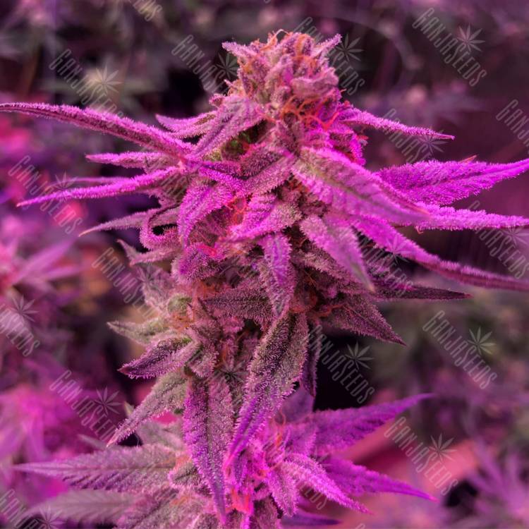 семена конопли для посадки купить Sativa Dream (LOL) feminised Kannabia Seeds