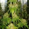 хорошие семена конопли Haze 1 regular Nirvana Seeds хорошие семена конопли Haze 1 regular Nirvana Seeds
