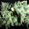качественные семена конопли X18 Pure Pakistani regular Reserva Privada качественные семена конопли X18 Pure Pakistani regular Reserva Privada