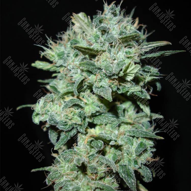 урожайные семена конопли X18 Pure Pakistani regular Reserva Privada урожайные семена конопли X18 Pure Pakistani regular Reserva Privada