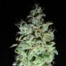 регулярные семена конопли купить X18 Pure Pakistani regular Reserva Privada регулярные семена конопли купить X18 Pure Pakistani regular Reserva Privada